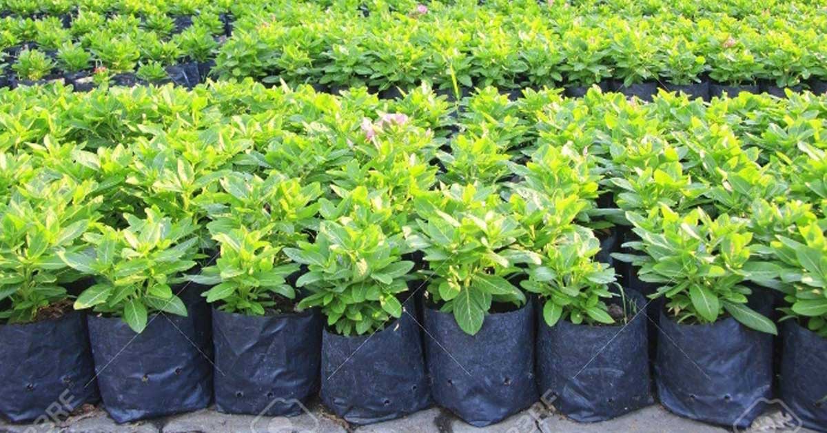 Qwetu Sacco donates 1,800 seedlings to boost tree planting efforts in Taita-Taveta County
